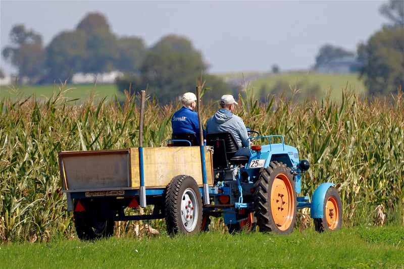 Farmer in a cornfield